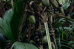 200202 Seychelles - Photo 0261