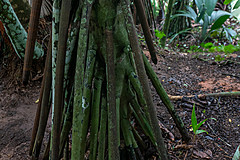 200202 Seychelles - Photo 0262